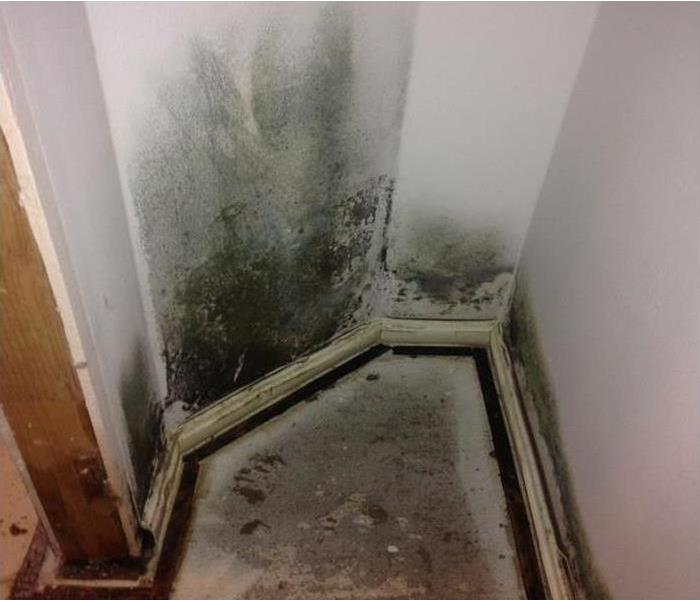 mold in a closet on walls, black mold